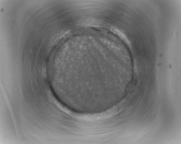 X0000070340017200607072024