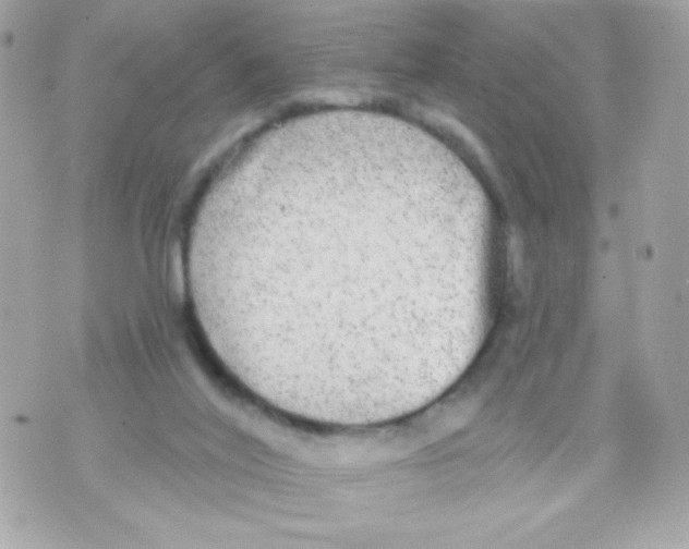 X0000070340020200607072024