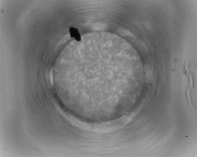 X0000070340028200607072024