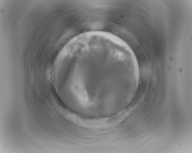 X0000070340032200607072024