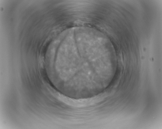 X0000070340038200607072024