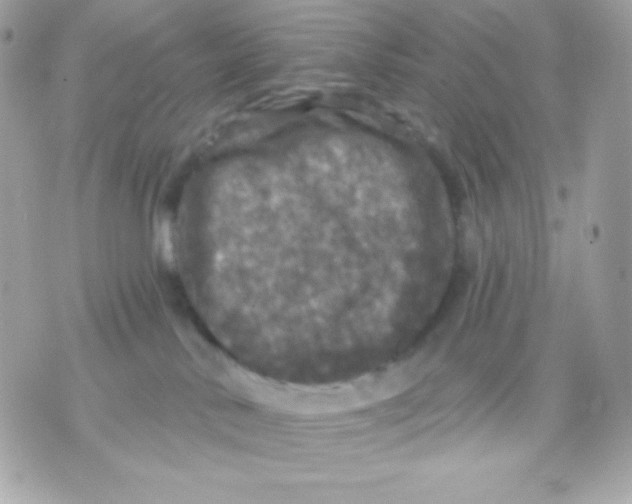 X0000070340042200607072024