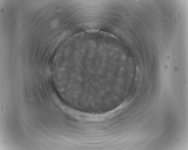 X0000070340048200607072024