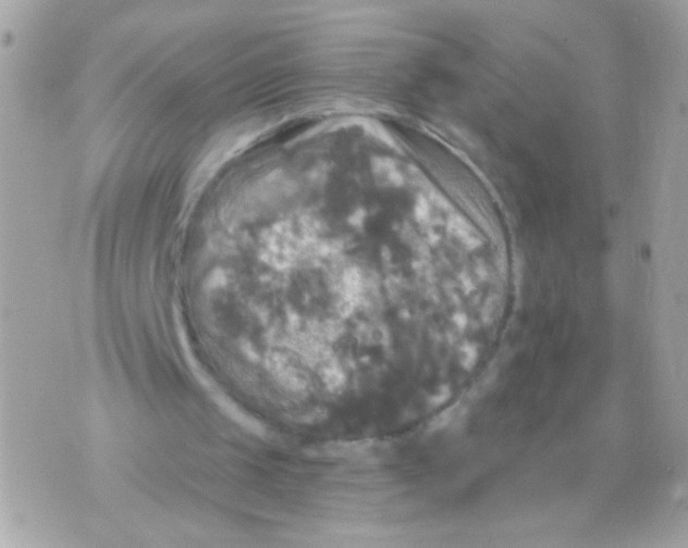 X0000070340049200607072023