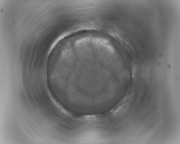 X0000070340052200607072023