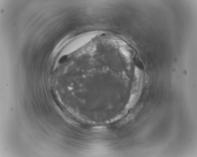 X0000070340053200607072023