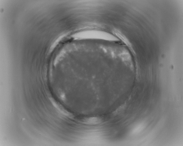 X0000070340058200607072023