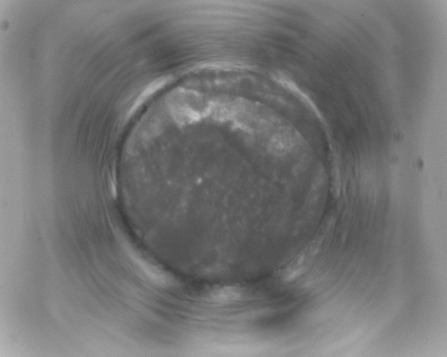 X0000070340062200607072023