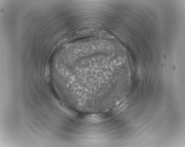 X0000070340082200607072023