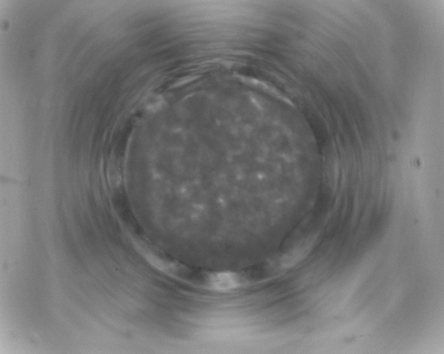 X0000070340091200607072024