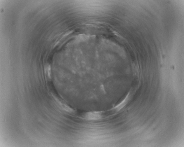 X0000070340094200607072024