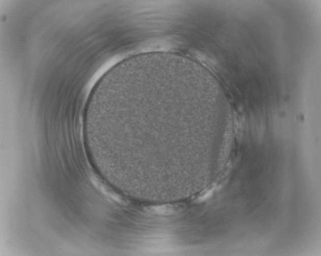 X0000070340100200607072023