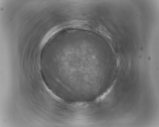 X0000070340101200607072023