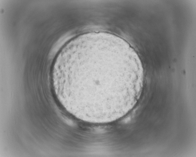 X0000070340103200607072023