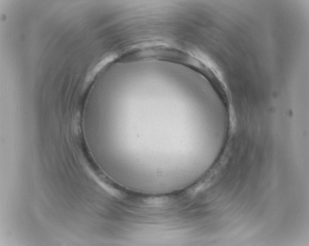 X0000070340105200607072023