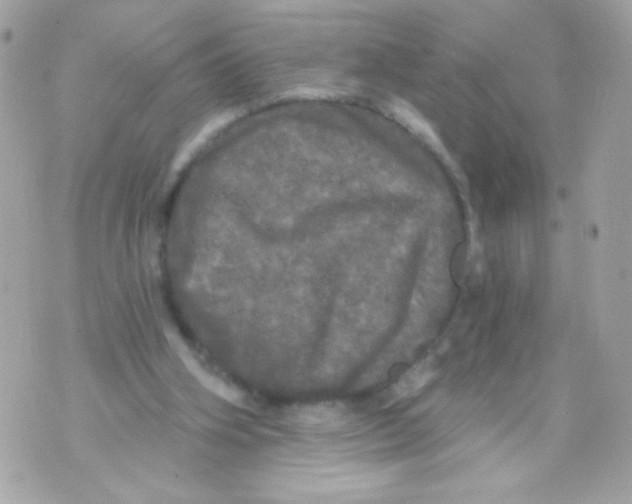 X0000070340106200607072023