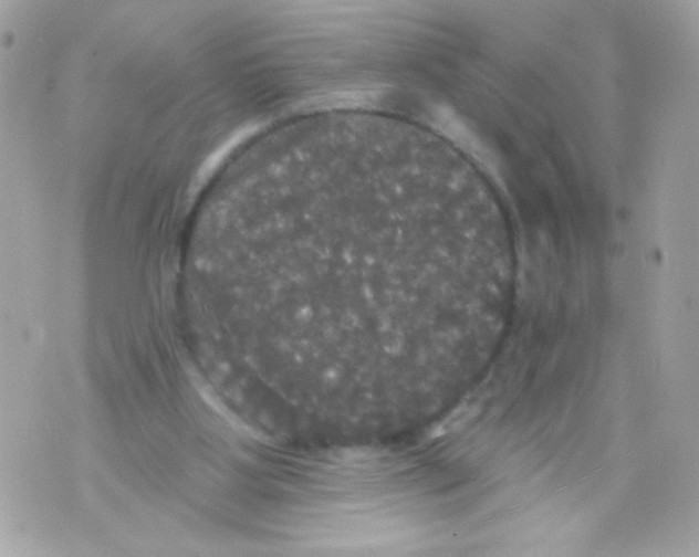 X0000070340107200607072023