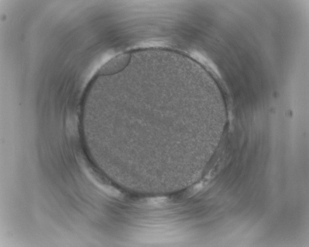 X0000070340108200607072023