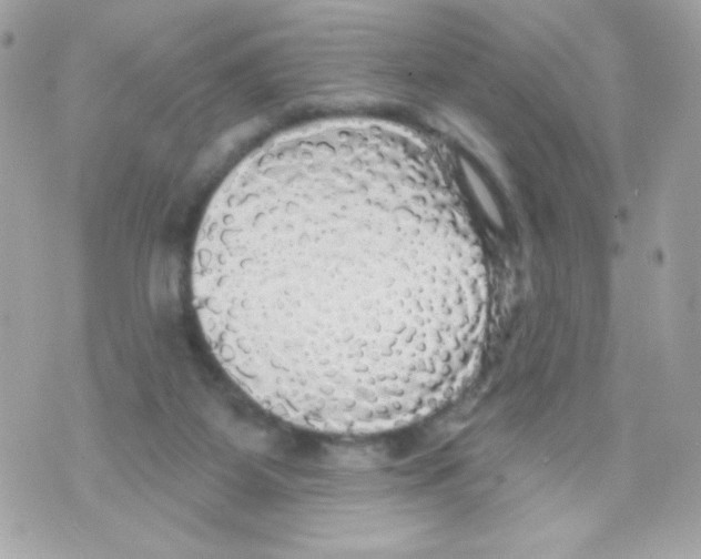 X0000070340115200607072023