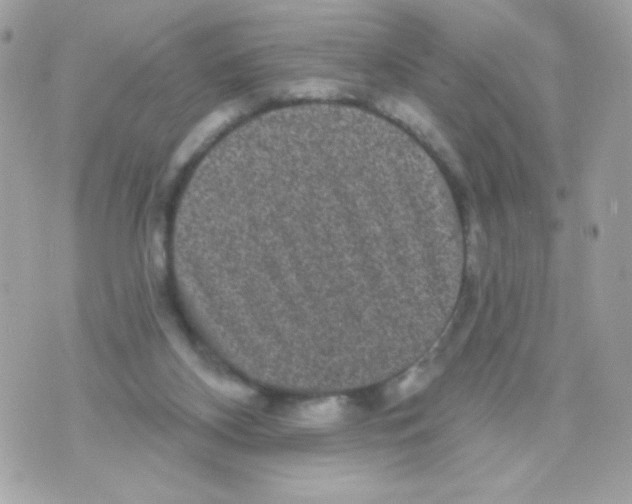 X0000070340116200607072023