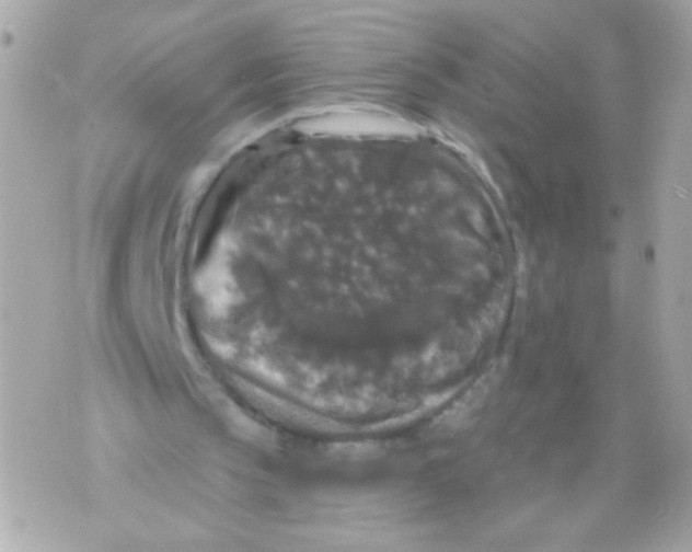 X0000070340145200607072021