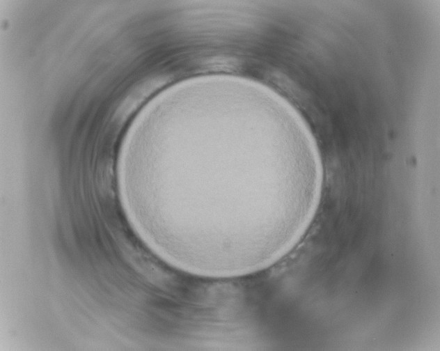 X0000070340146200607072021