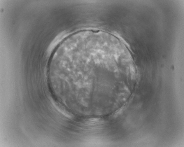 X0000070340151200607072021