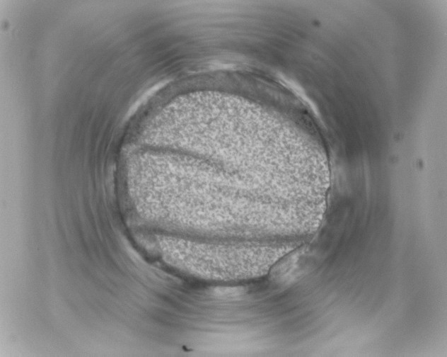 X0000070340154200607072022