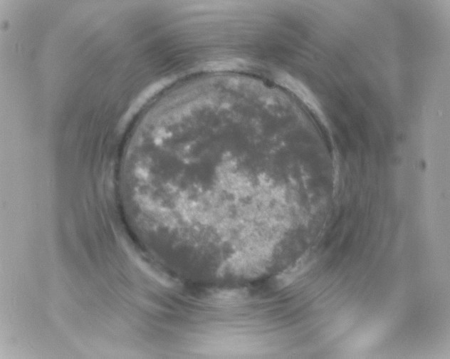 X0000070340155200607072022