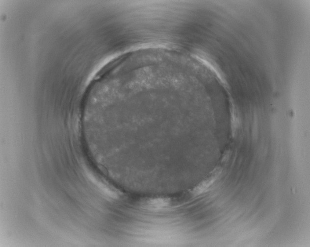 X0000070340156200607072022