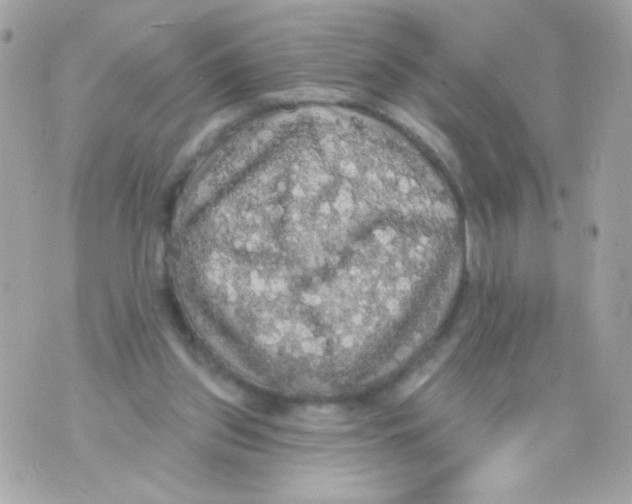 X0000070340157200607072022