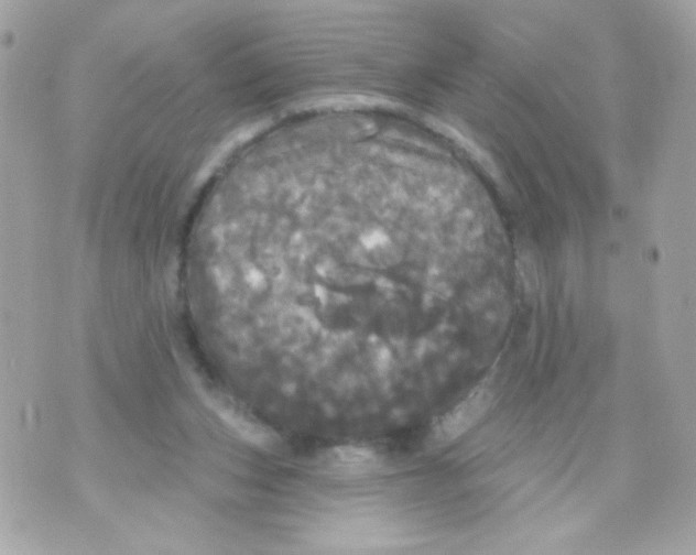 X0000070340159200607072022