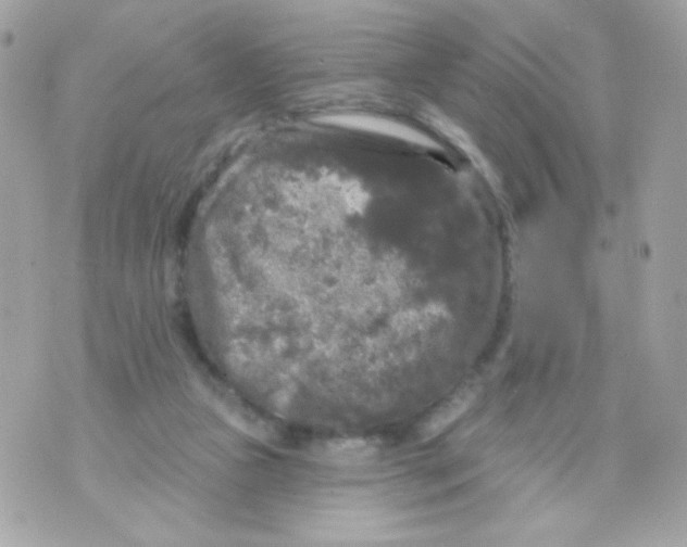 X0000070340161200607072022