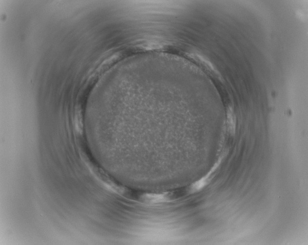 X0000070340170200607072022