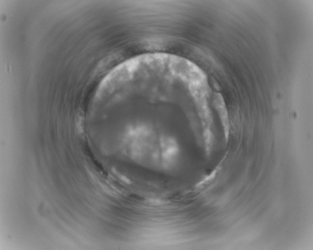 X0000070340175200607072022