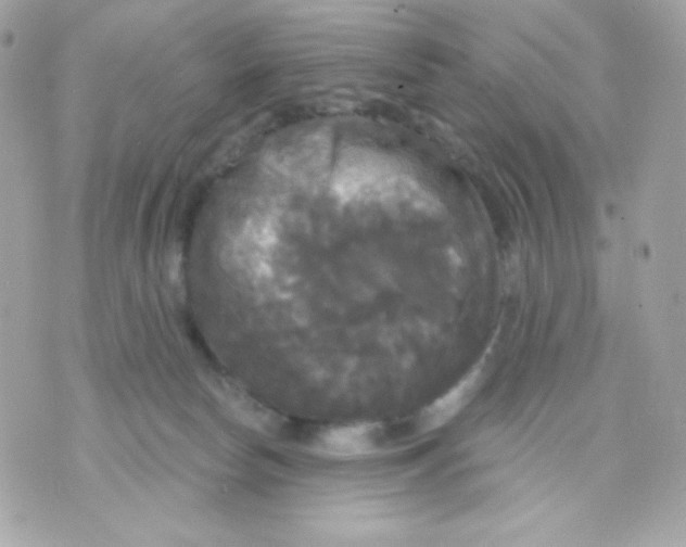 X0000070340178200607072022