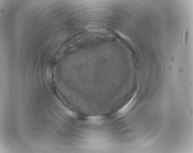 X0000070340192200607072022