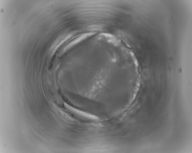 X0000070340194200607072021