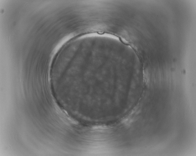 X0000070340196200607072021