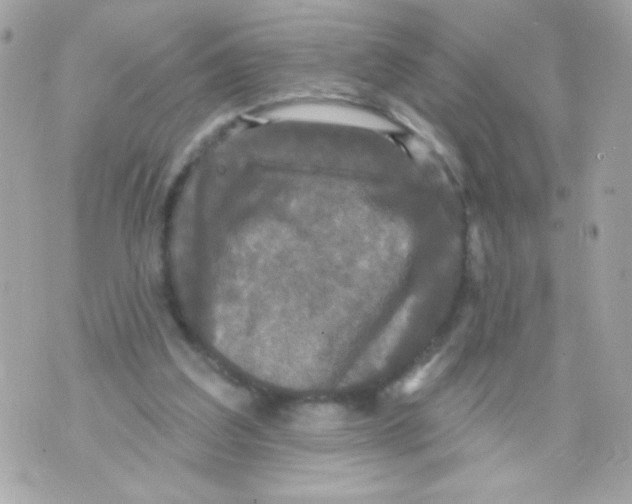 X0000070340203200607072021