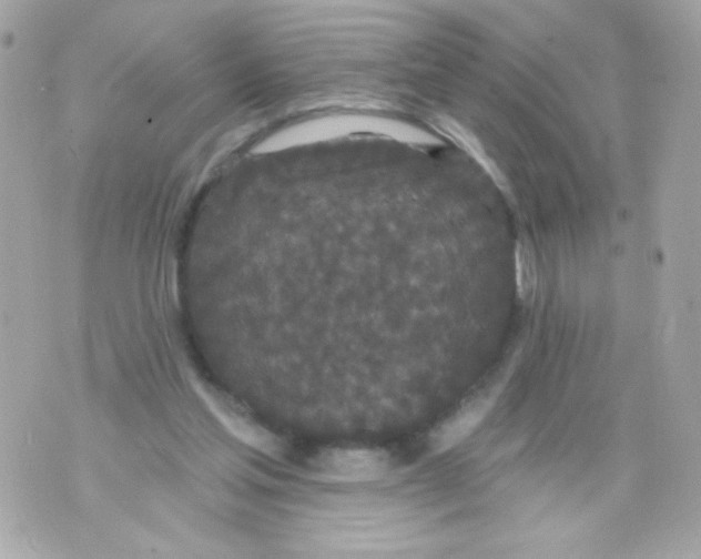 X0000070340205200607072021