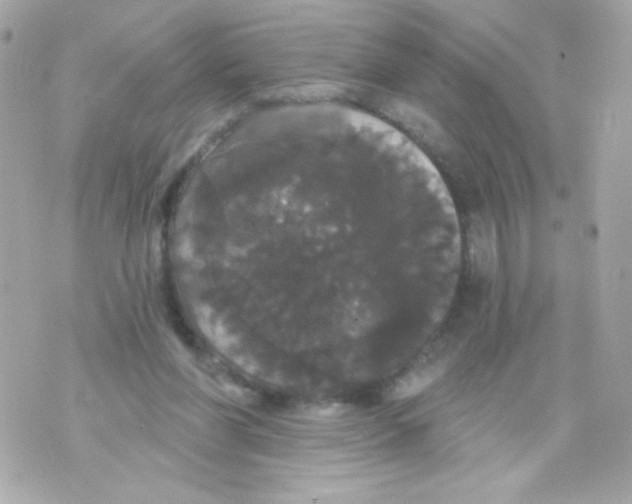 X0000070340206200607072021