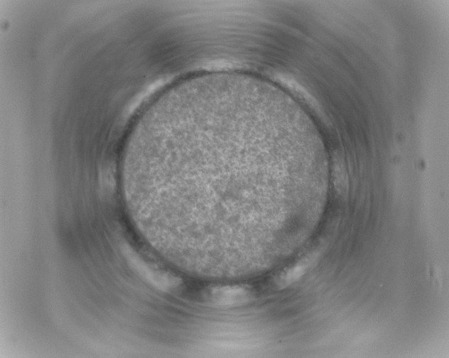 X0000070340208200607072021