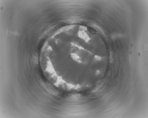 X0000070340210200607072021