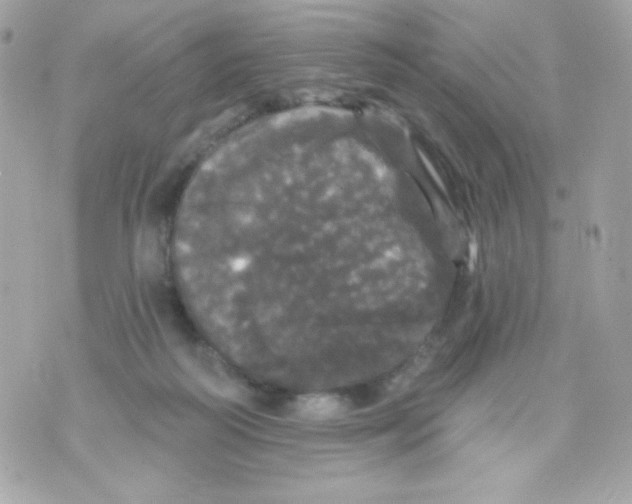 X0000070340218200607072021