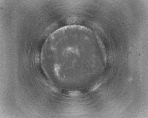 X0000070340226200607072021