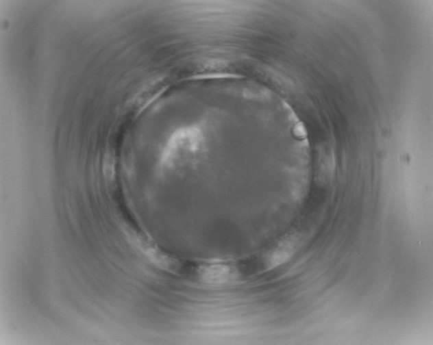 X0000070340230200607072021