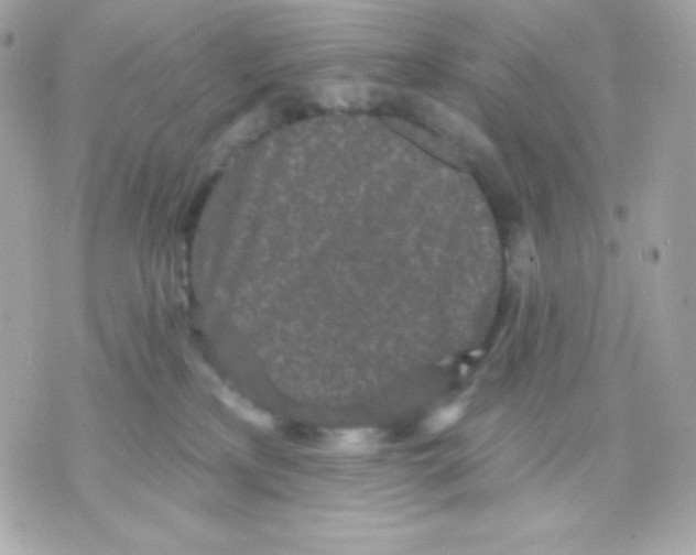 X0000070340233200607072021