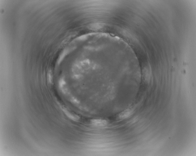 X0000070340234200607072021