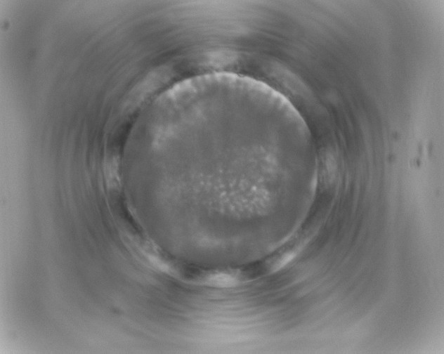 X0000070340236200607072021